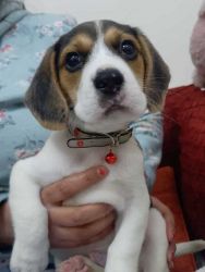 Cute Adorable 50 days old male beagle puppy