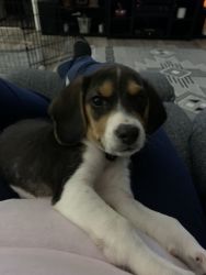 AKC Pocket Beagle for sale. Tri color. Very smart and playful puppy.