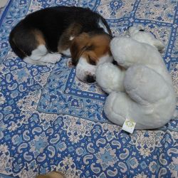 Healthy 46 day old beagle for sale with all dog products