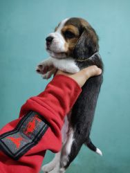 Healthy Female Beagle pup show Quality