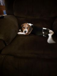 6 month old beagle puppy with all shots