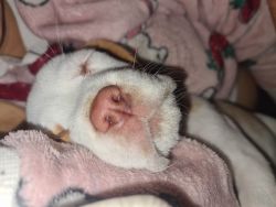 45 days old beagle with blue eye. Gender female