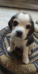 1.5 month cooper(beagle)