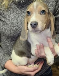 AKC Registered Blue/ Silver Beagle Puppies