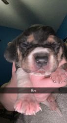 5 Beagle pups