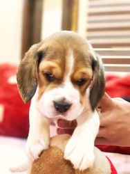 Champion Line Beagle Puppies