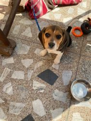 Want to sell 50 days female beagle puppy
