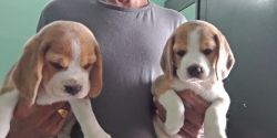 Tricolour Beagle puppies for sale