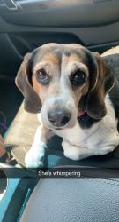 8 yr old Beagle needing new home