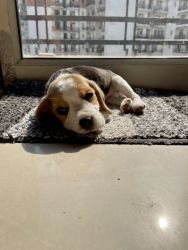 Healthy Beagle female, 50 days