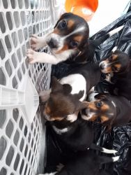 Purebred beagle puppies