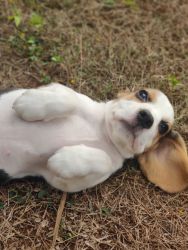 Female Beagle pup