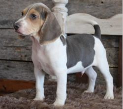 registered Beagle girl with a rare blue coat and eyes.