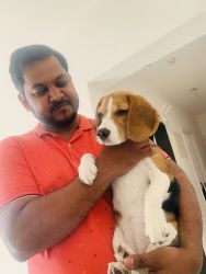 Female Beagle of 5 months