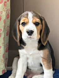 Got 75days old beagle male puppy