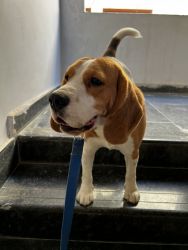 Beagle puppy - toby