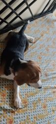 3.5 months male Beagle
