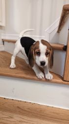 Family raised pure breed Beagles