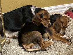 Pure bred beagle sisters
