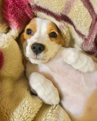 Tri Colour Beagle Male puppy , 80 days old