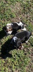 Beagles for sale