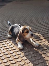 Want to sell beagle