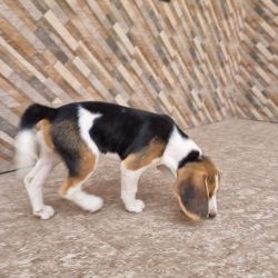 Beagle female puppy dog 4 month old