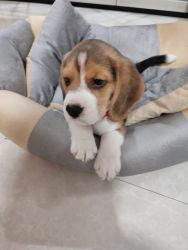 3 months sweet beagle for sell