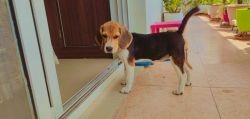 2 months biegel puppy vaccinated for sale