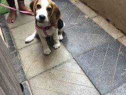 4months beagle puppy; all vaccinations done