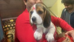 Cute beagle puppy in very resonable price