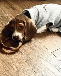 Beautiful Beagle for Sale