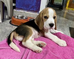 45 days old Beagle Pure Breed Puppy