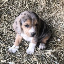 Rare Blue Merle Beagle puppy