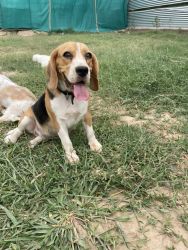 Beagle pure breed with KCI papers