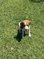 Lemon Beagle Puppy updated 04/17