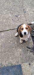 5 month female beagle house broken great with other dogs