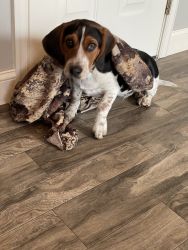 6 Month Old Beagle-TriColor
