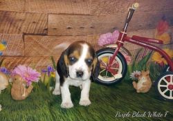 AKC Beagle puppies