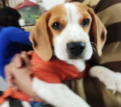 6 month old Beagle puppy for sale.