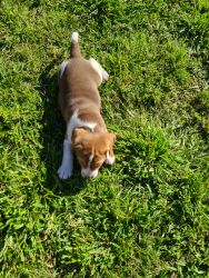 Beagle litter