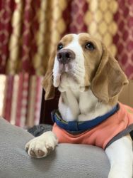 10 months old beagle for sale