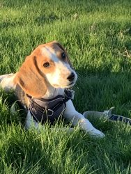 Daisy the Beagle