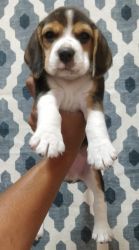 Good Quality Beagle Pups Available At BlackAngelKennel