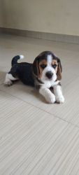 Beagle puppies direct import father