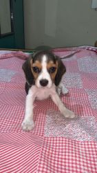 BEAGLE PUPPY FOR SALE