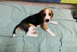 Beagle Puppy for sale