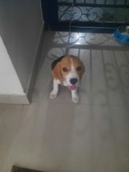I want to sell my beagal its only 3 month old and vacinated
