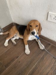 Male Beagle - 10months