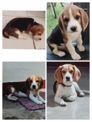 7month pure beagle male
